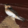 Cave Swallow songs and calls
