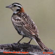 Chestnut-collared Longspur songs and calls