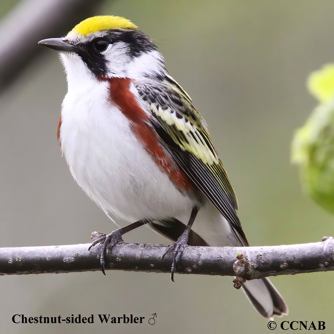 Birds of North America