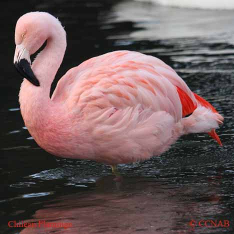 Chilean Flamingo