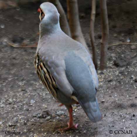 Birds of North America