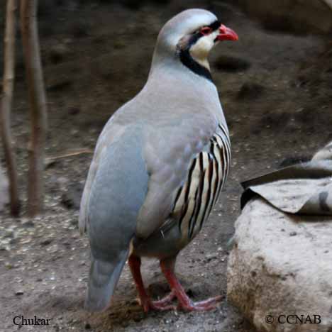 Birds of North America
