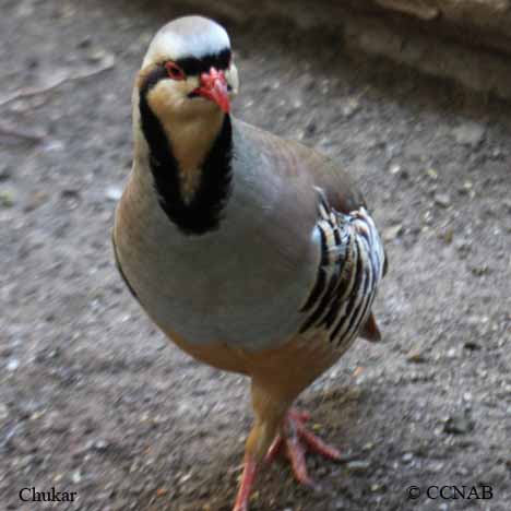 Birds of North America