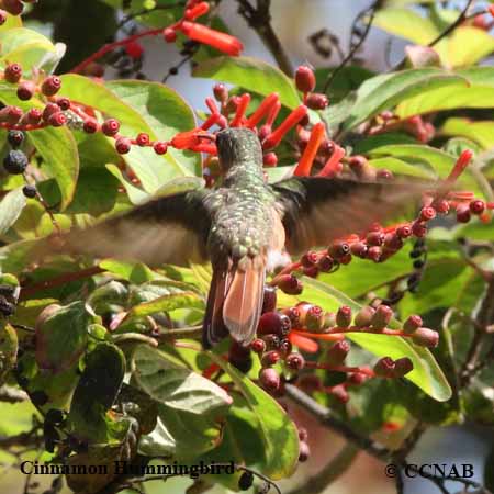 Birds of North America