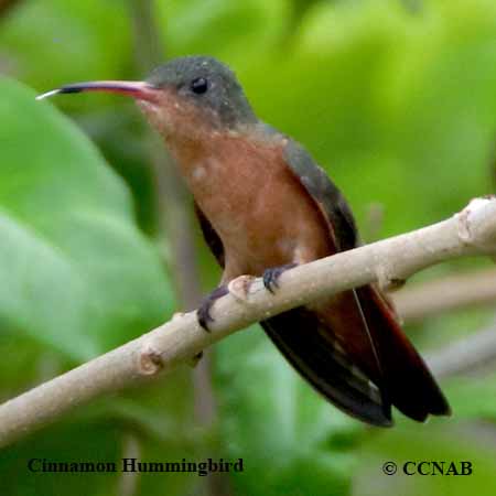 Birds of North America