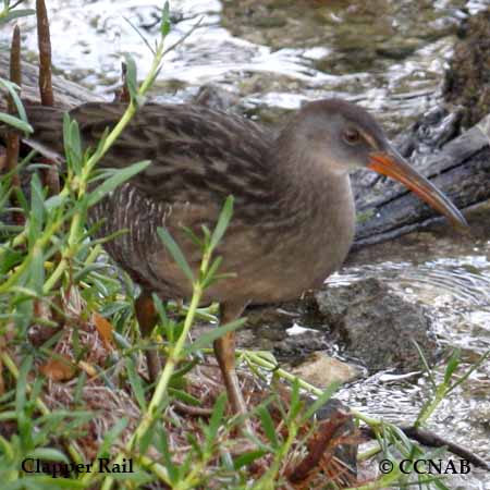 Birds of North America