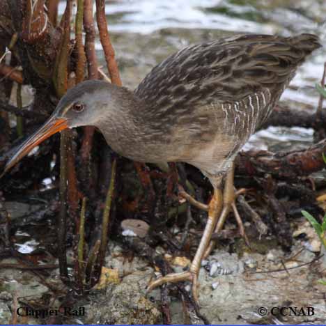 Clapper Rail