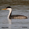 Clark's Grebe songs and calls