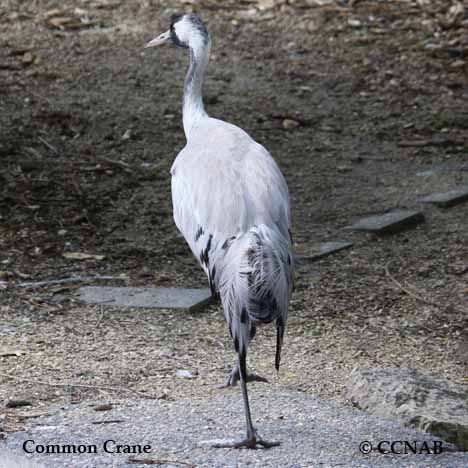Birds of North America