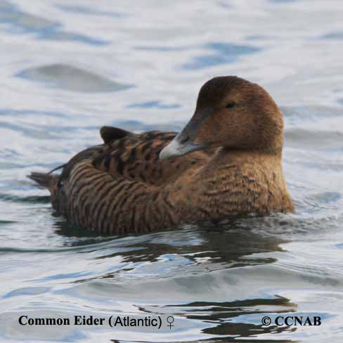 Birds of North America