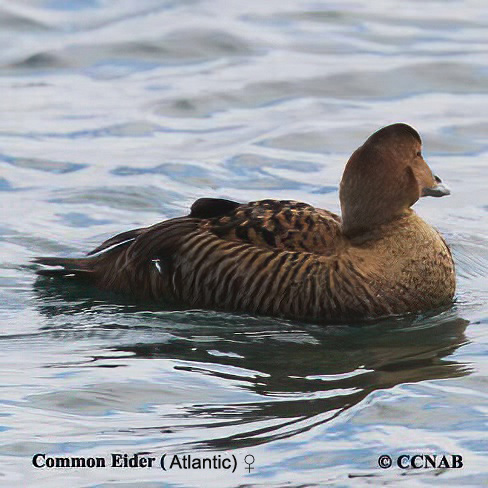 Birds of North America
