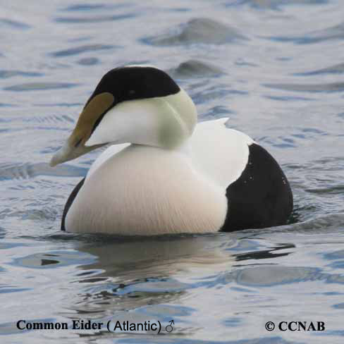 Birds of North America