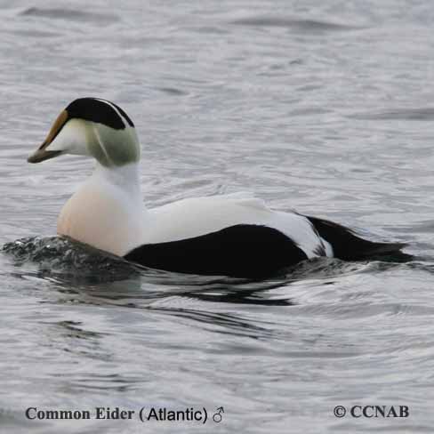 Birds of North America