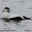 Common Eider (Atlantic)
