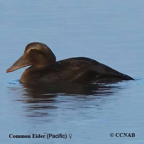 Birds of North America