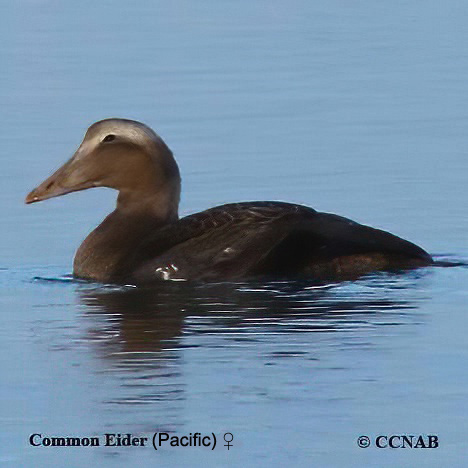 Birds of North America