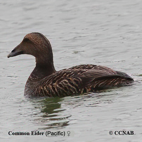 North American eiders