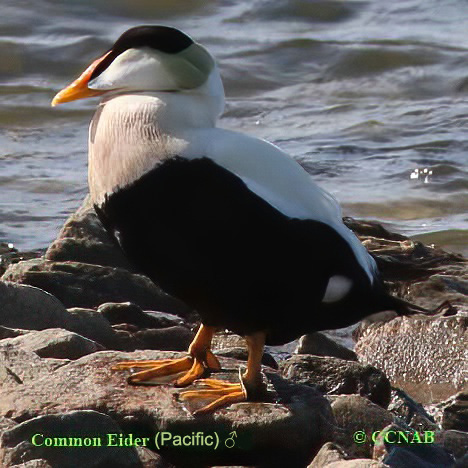 Birds of North America