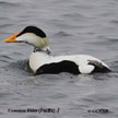 Common Eider (Pacific)
