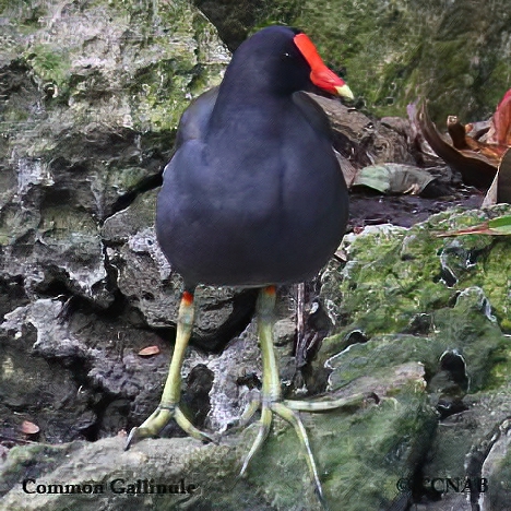 North American Gallinules