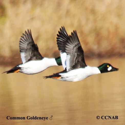 Birds of North America