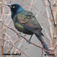 Common Grackle songs and calls