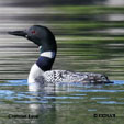 Common Loon songs and calls