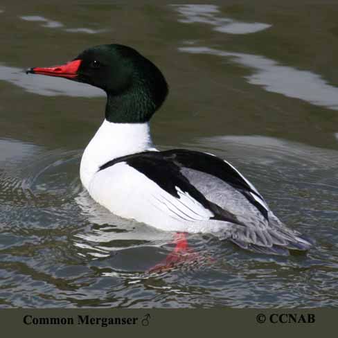 Birds of North America