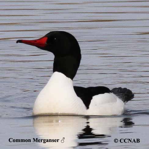 Birds of North America