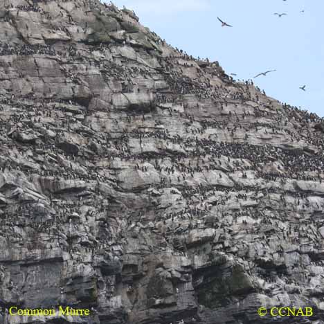 Birds of North America