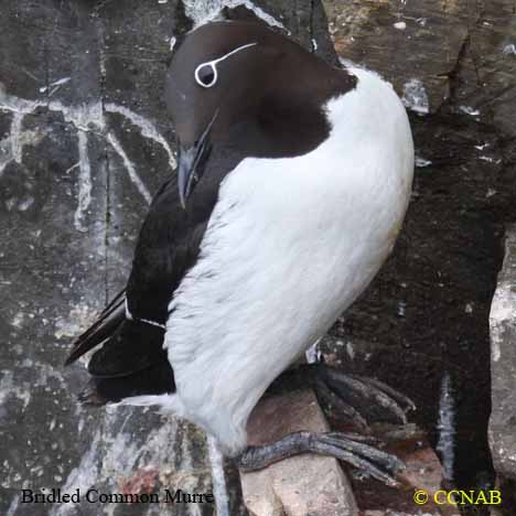 Birds of North America