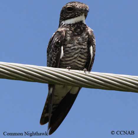 Birds of North America