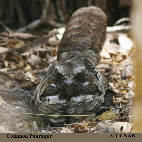 Birds of North America