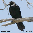 Common Raven songs and calls