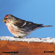 Common Redpoll (Southern)