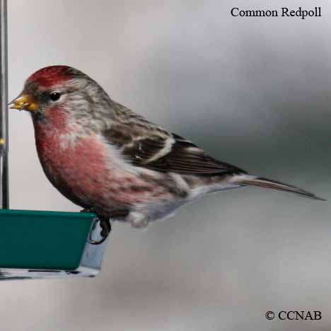North American Redpolls