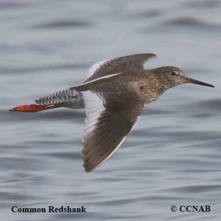 Birds of North America