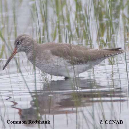 Birds of North America