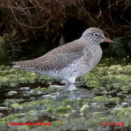 Birds of North America