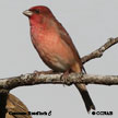 Common Rosefinch