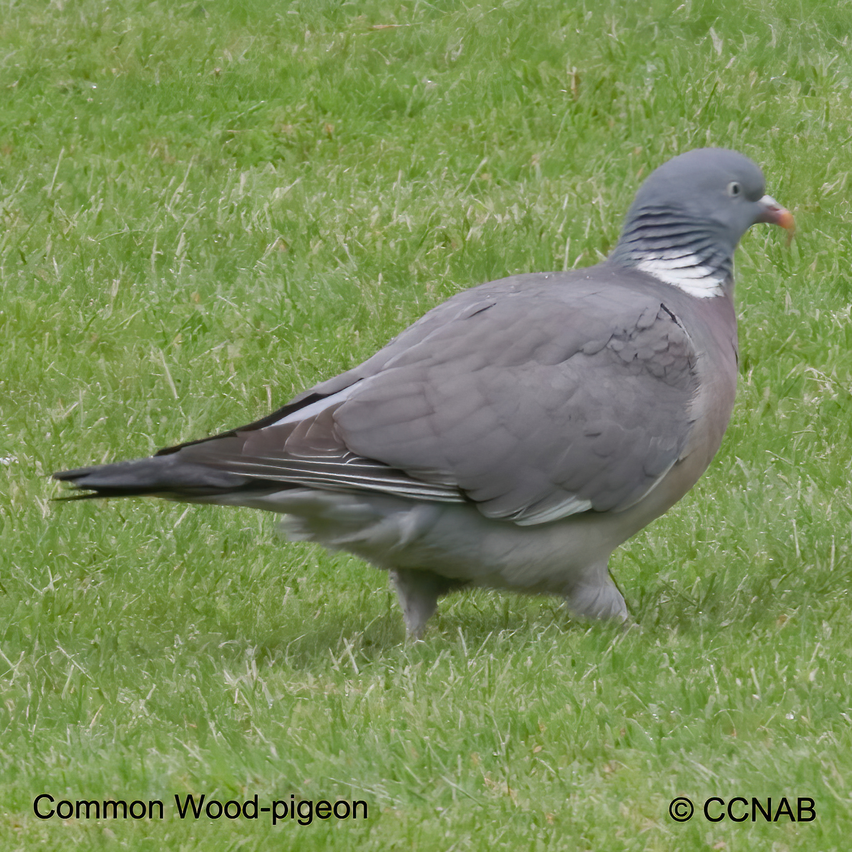 Birds of North America