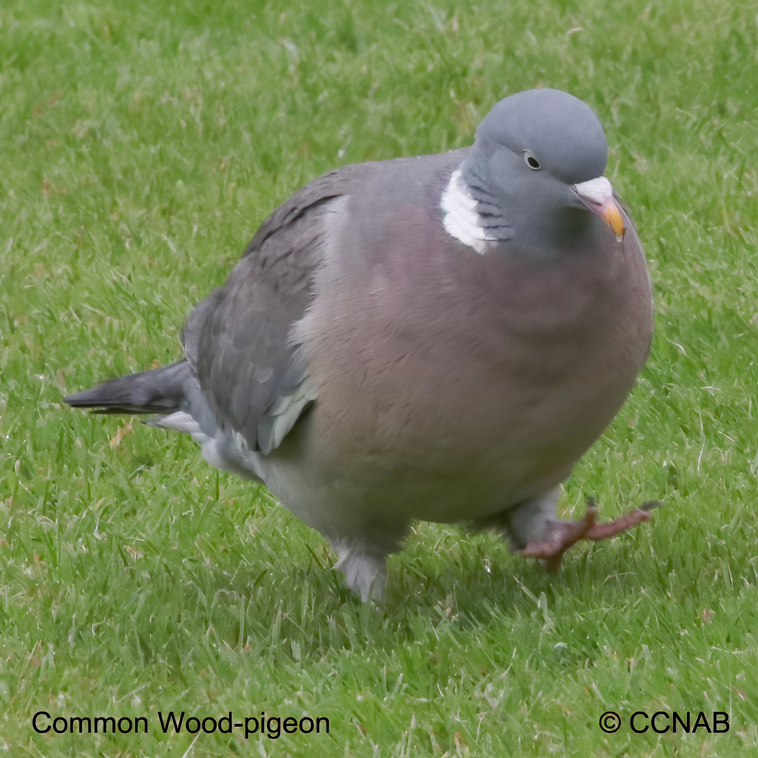 Birds of North America