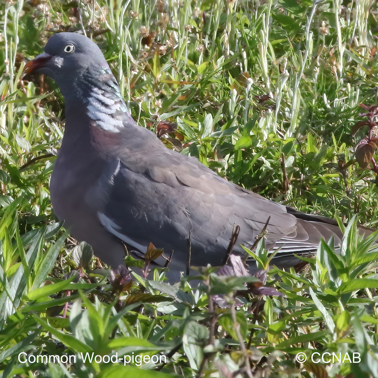 Birds of North America
