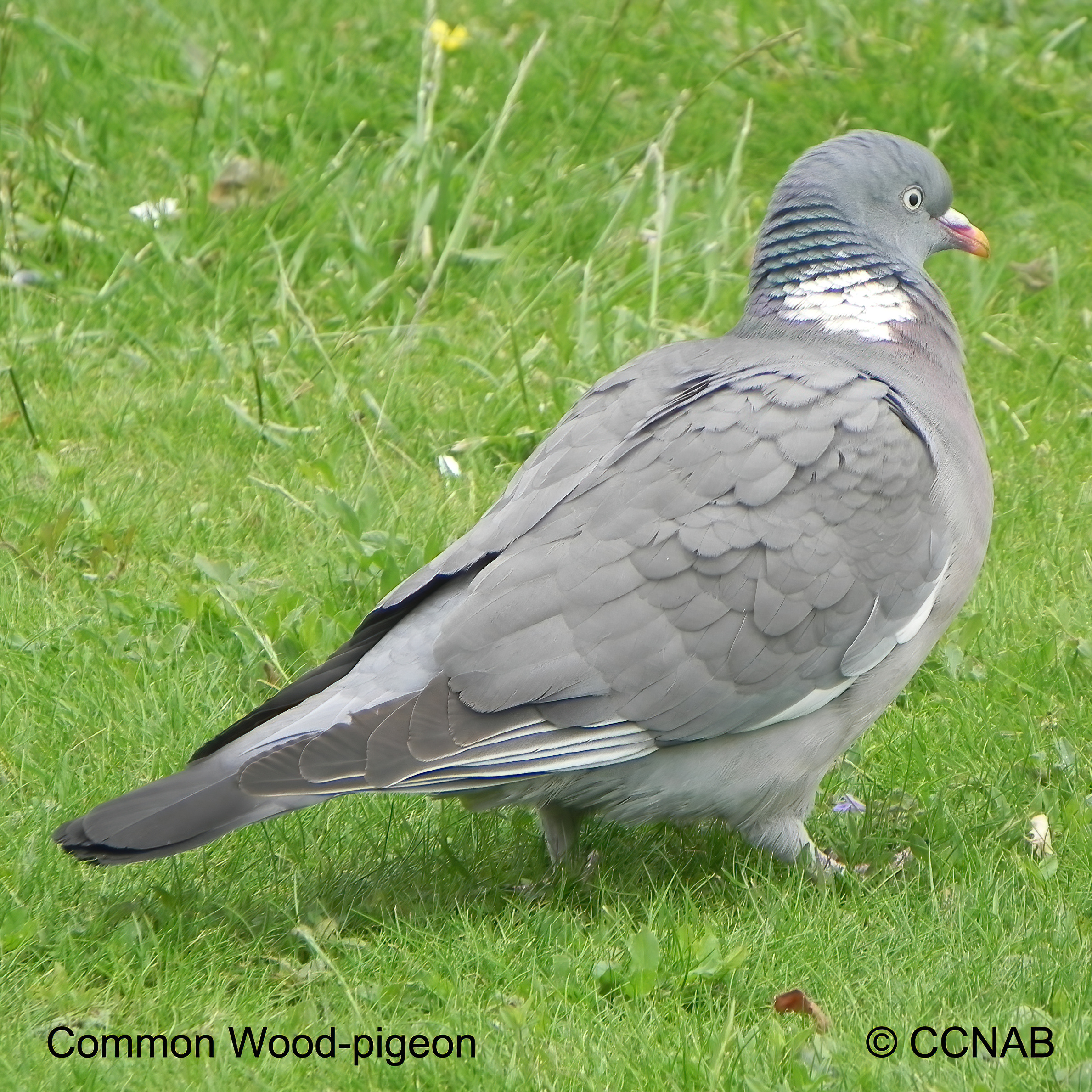 Birds of North America