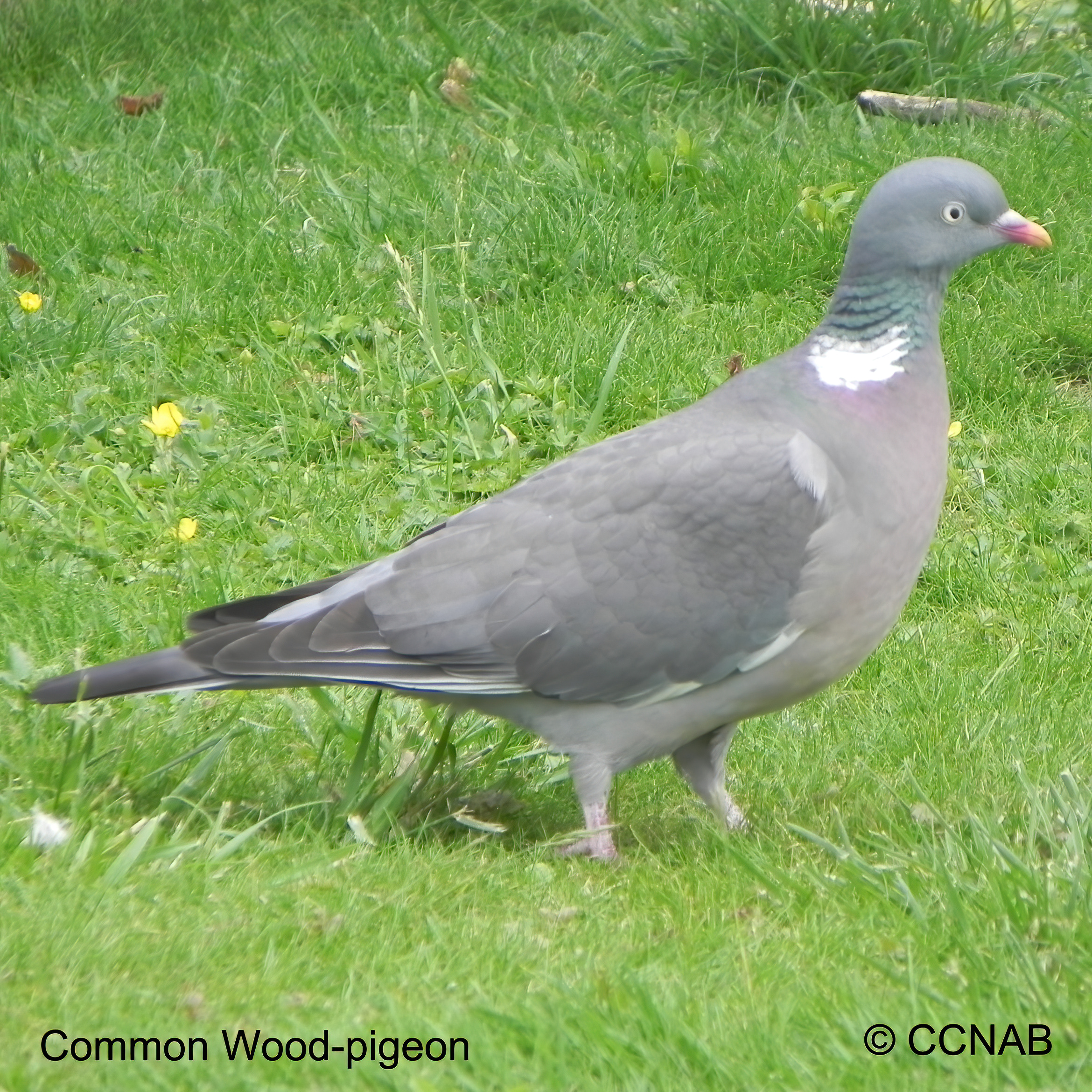 Birds of North America