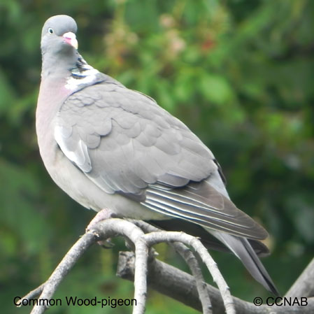 Common Wood-pigeon