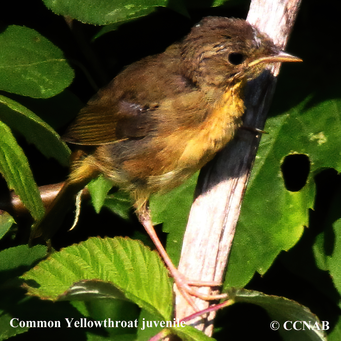Birds of North America
