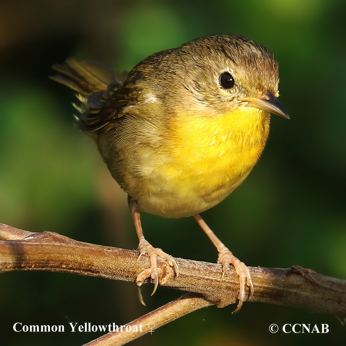 Birds of North America
