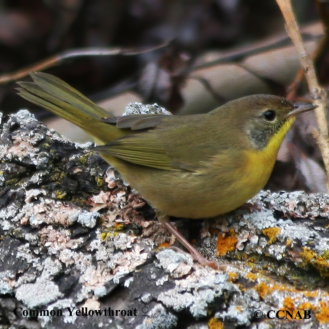 North American Warblers