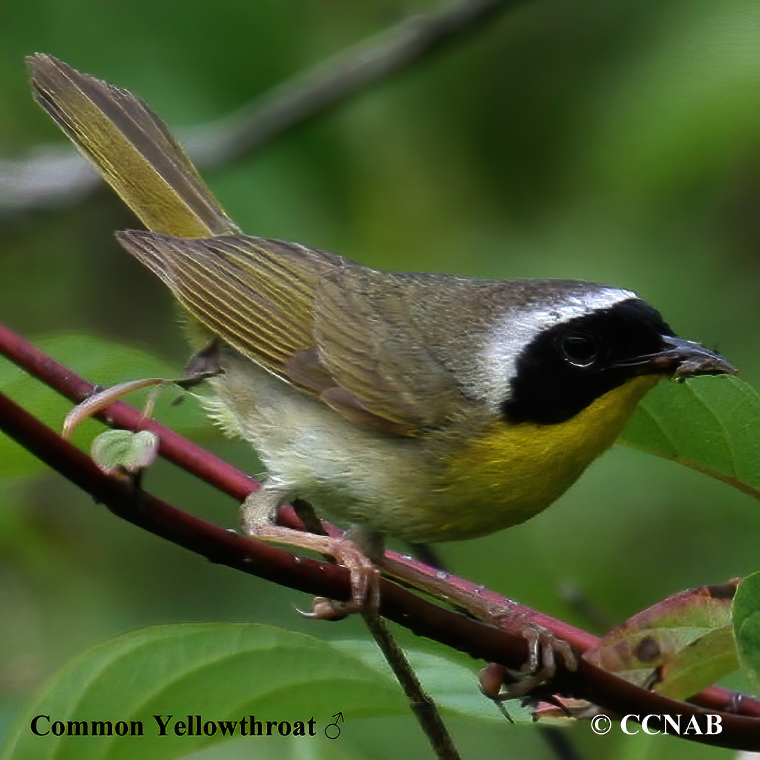 Birds of North America